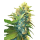 Double Kush Cake Fem: Sensi Seeds