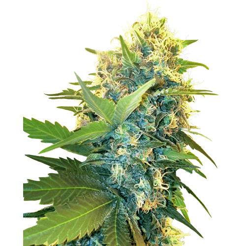 Double Kush Cake Fem: Sensi Seeds