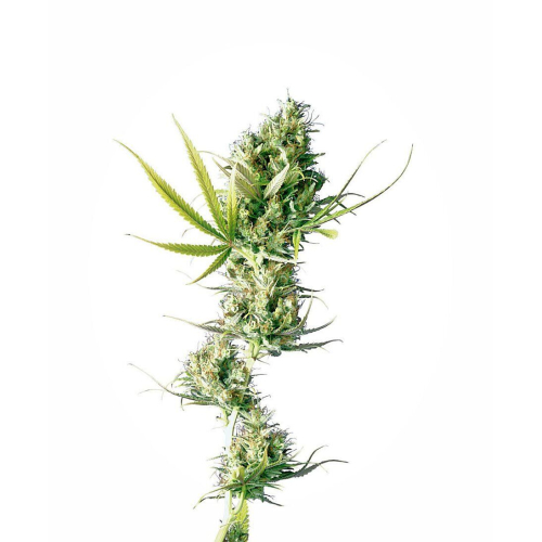 Durban fem: Sensi Seeds