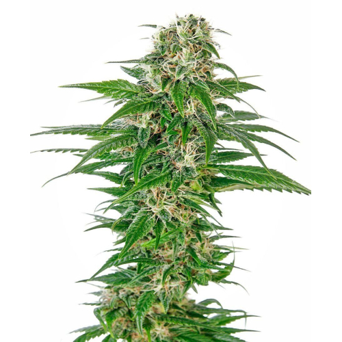 Early Skunk Automatic fem: Sensi Seeds