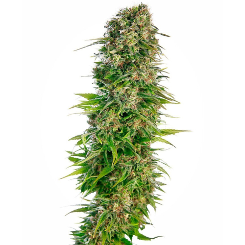 Hindu Kush Automatic seeds : Sensi Seeds
