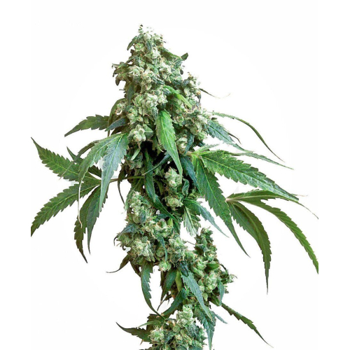 Jack Flash #5 Fem: Sensi Seeds