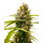 Mandarin Punch Fem: Sensi Seeds Mandarin Punch Fem: Sensi Seeds