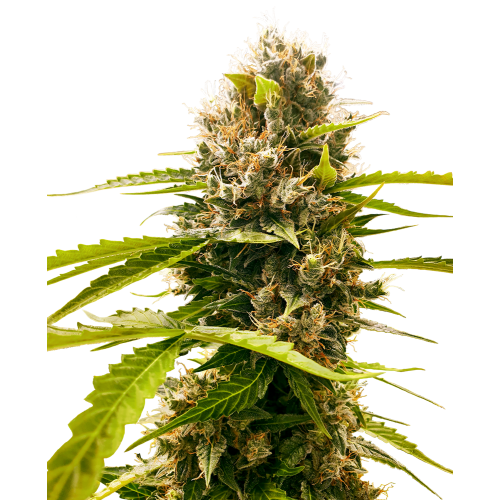 Mandarin Punch Fem: Sensi Seeds