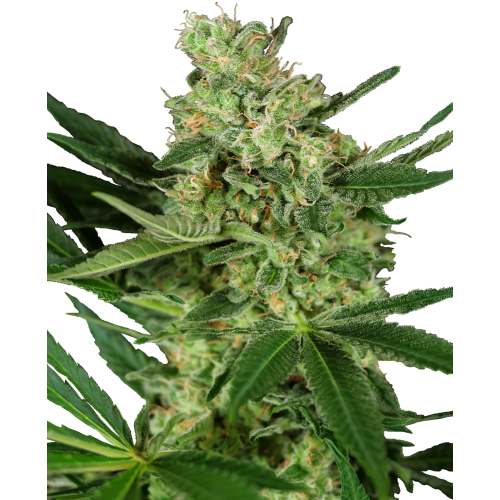 Pumpkin Spice fem: Sensi Seeds