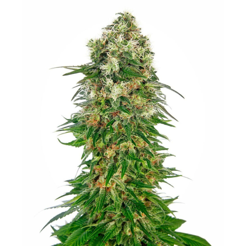 Shiva Skunk Automatic seeds: Sensi Seeds