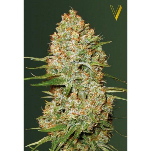 Auto Amnesium fem: Victory Seeds