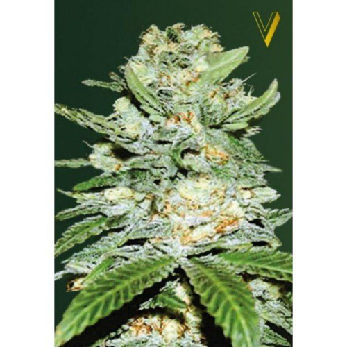 Auto Jack Hammer fem: Victory Seeds
