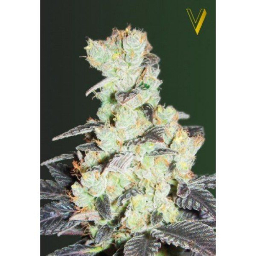 NHL Diesel feminized: Victory Seeds