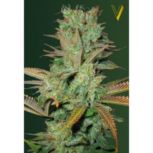 Seemango feminized: Victory Seeds