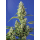 Auto Gorilla Girl XL SWS82 fem: Sweet Seeds
