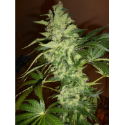 Cream 47