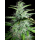 Auto Gagarin Haze fem: поштучно