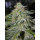 Auto AK47 fem: Поштучно Auto AK47 fem: Поштучно