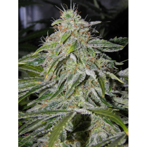 Auto AK47 fem: Поштучно